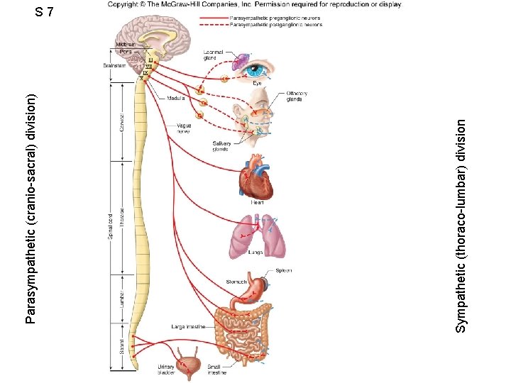 Sympathetic (thoraco-lumbar) division Parasympathetic (cranio-sacral) division) S 7 Figure 6. 44 