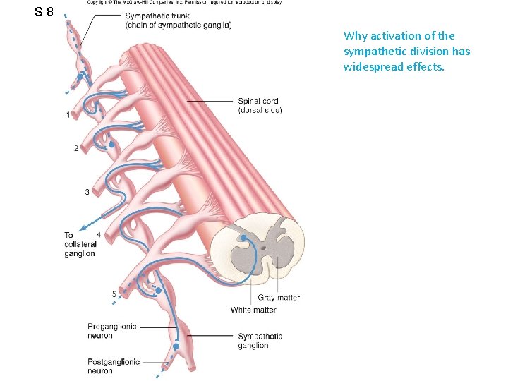 S 8 Why activation of the sympathetic division has widespread effects. 