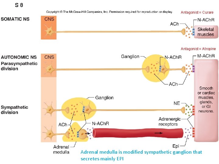 S 8 Figure 6. 46 Antagonist = Curare Antagonist = Atropine Adrenal medulla is