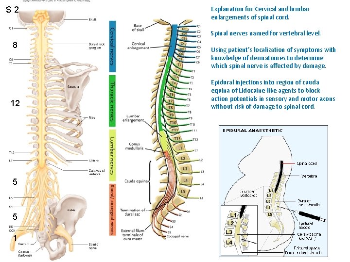 S 2 Explanation for Cervical and lumbar enlargements of spinal cord. Spinal nerves named