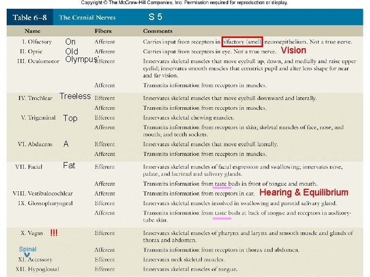 S 5 On Old Olympus’ Vision Treeless Top A Fat Hearing & Equilibrium !!!