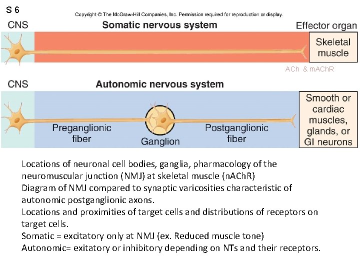 S 6 Figure 6. 43 ACh & m. ACh. R Locations of neuronal cell