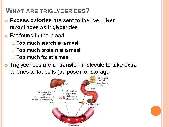 WHAT ARE TRIGLYCERIDES? Excess calories are sent to the liver, liver repackages as triglycerides