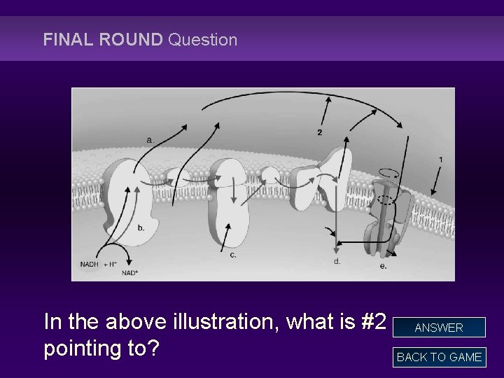 FINAL ROUND Question In the above illustration, what is #2 pointing to? ANSWER BACK