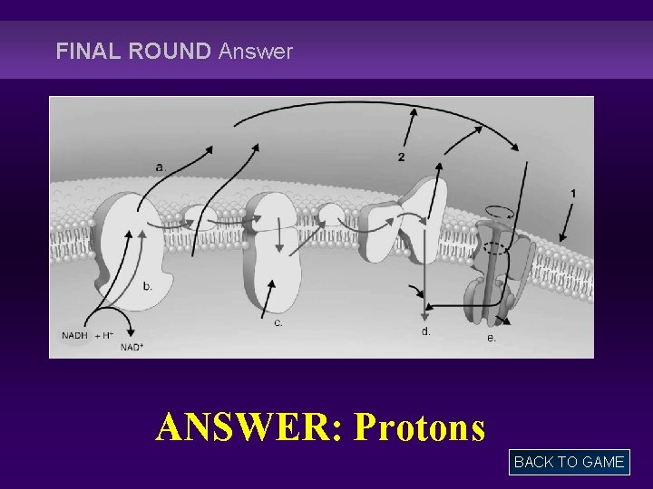 FINAL ROUND Answer ANSWER: Protons BACK TO GAME 