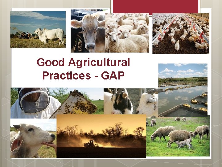 Good Agricultural Practices - GAP 