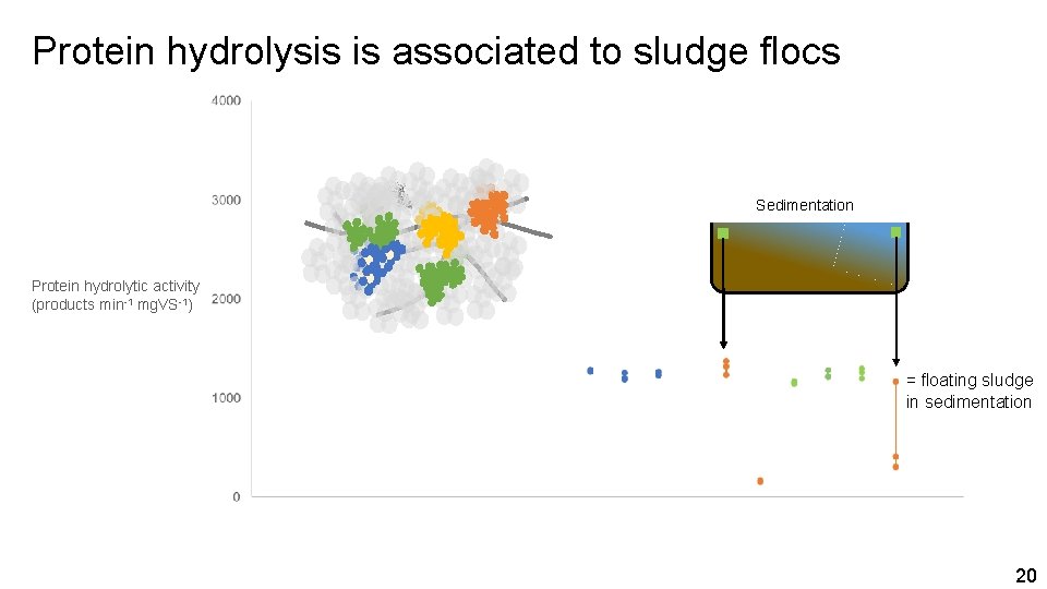 Protein hydrolysis is associated to sludge flocs Sedimentation Protein hydrolytic activity (products min-1 mg.