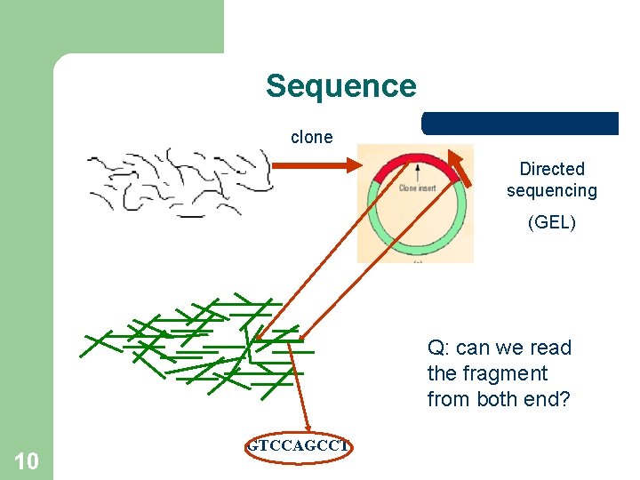Sequence clone Directed sequencing (GEL) Q: can we read the fragment from both end? Sequence clone Directed sequencing (GEL) Q: can we read the fragment from both end?