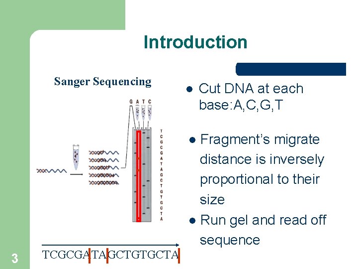 Introduction Sanger Sequencing l Cut DNA at each base: A, C, G, T Fragment’s Introduction Sanger Sequencing l Cut DNA at each base: A, C, G, T Fragment’s