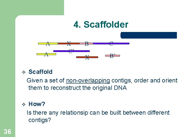 4. Scaffolder A A 36 X C’ B C X B’ v Scaffold Given 4. Scaffolder A A 36 X C’ B C X B’ v Scaffold Given