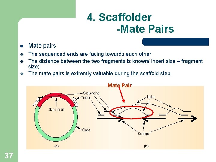 4. Scaffolder -Mate Pairs l Mate pairs: v The sequenced ends are facing towards 4. Scaffolder -Mate Pairs l Mate pairs: v The sequenced ends are facing towards