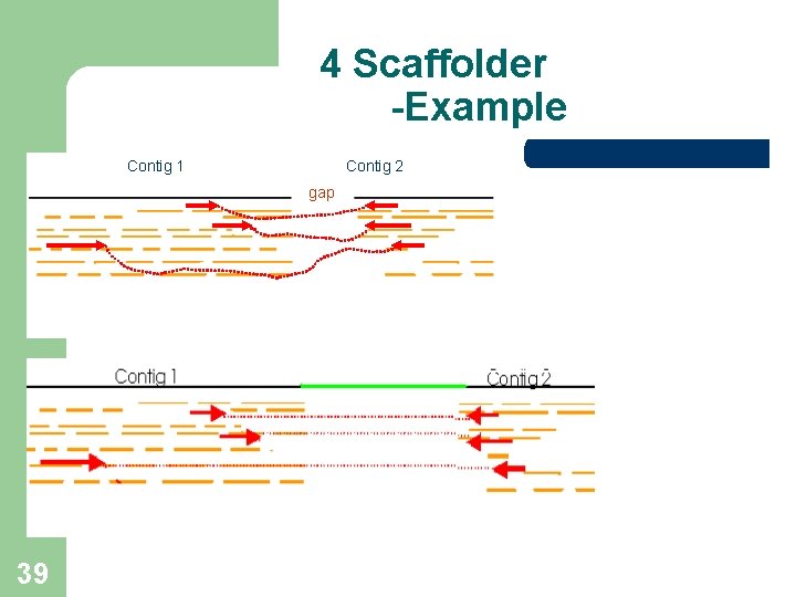 4 Scaffolder -Example Contig 1 Contig 2 gap 39  4 Scaffolder -Example Contig 1 Contig 2 gap 39