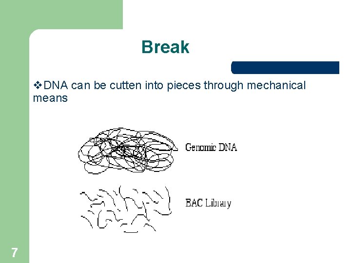Break v. DNA can be cutten into pieces through mechanical means 7  Break v. DNA can be cutten into pieces through mechanical means 7