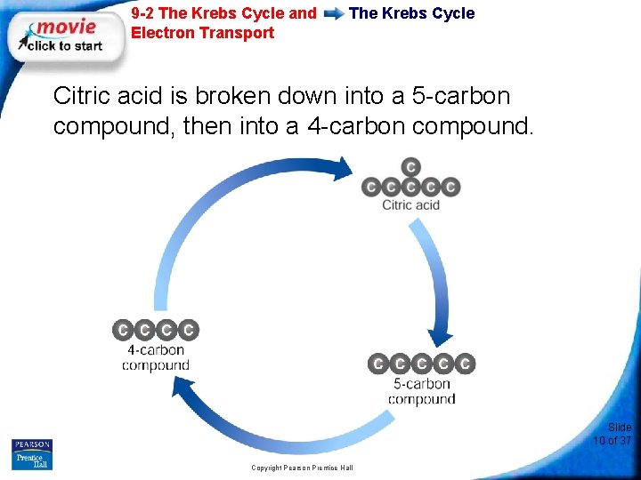 9 -2 The Krebs Cycle and Electron Transport The Krebs Cycle Citric acid is