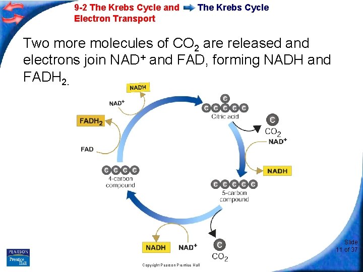 9 -2 The Krebs Cycle and Electron Transport The Krebs Cycle Two more molecules