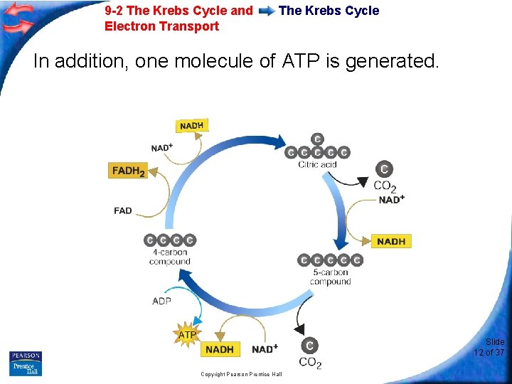 9 -2 The Krebs Cycle and Electron Transport The Krebs Cycle In addition, one