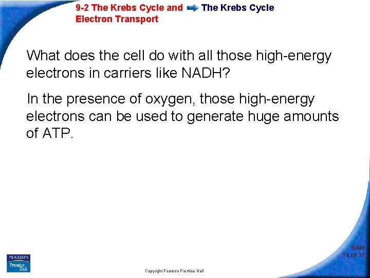 9 -2 The Krebs Cycle and Electron Transport The Krebs Cycle What does the