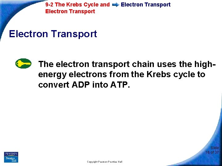 9 -2 The Krebs Cycle and Electron Transport The electron transport chain uses the