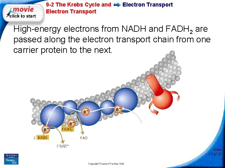9 -2 The Krebs Cycle and Electron Transport High-energy electrons from NADH and FADH
