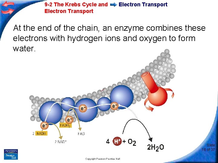 9 -2 The Krebs Cycle and Electron Transport At the end of the chain,