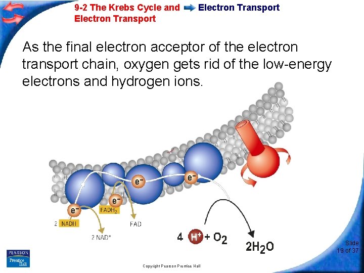 9 -2 The Krebs Cycle and Electron Transport As the final electron acceptor of