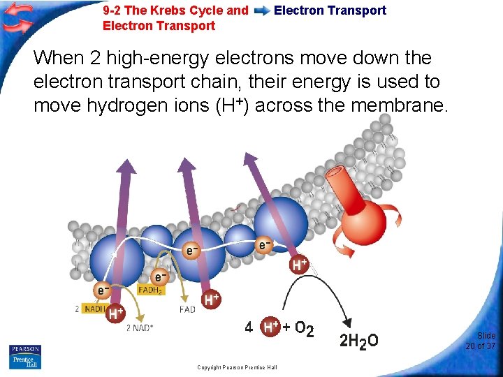 9 -2 The Krebs Cycle and Electron Transport When 2 high-energy electrons move down