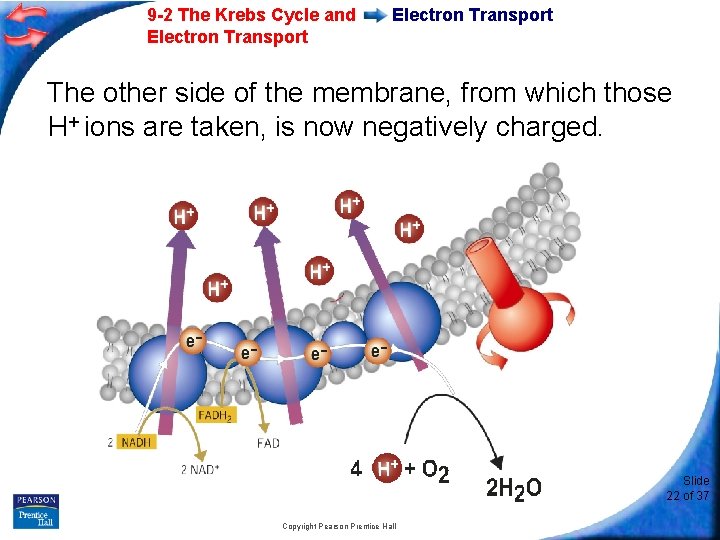 9 -2 The Krebs Cycle and Electron Transport The other side of the membrane,