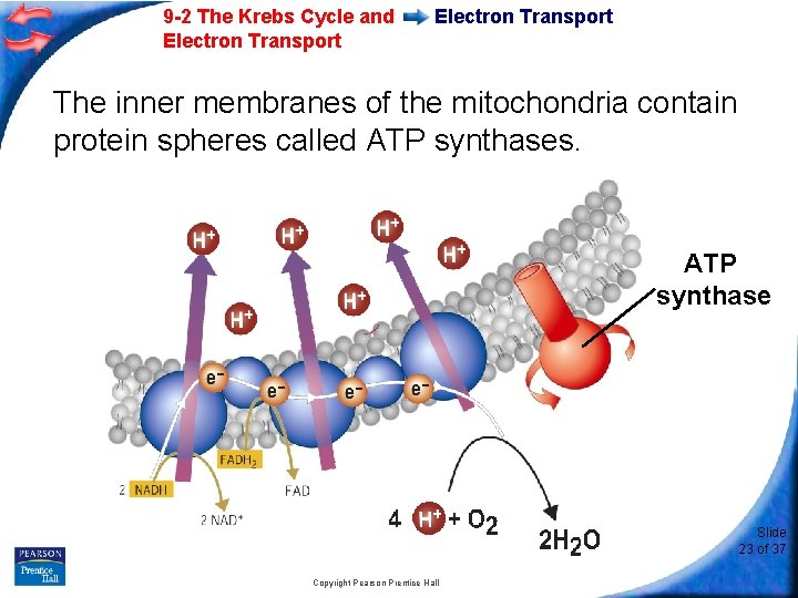 9 -2 The Krebs Cycle and Electron Transport The inner membranes of the mitochondria