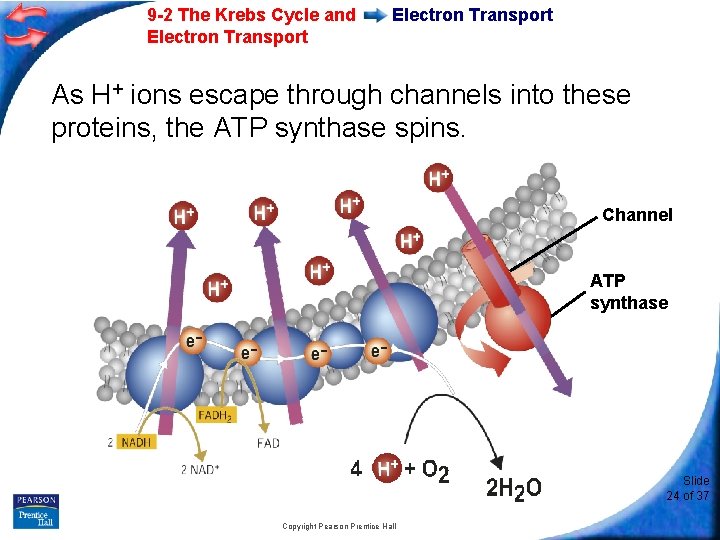 9 -2 The Krebs Cycle and Electron Transport As H+ ions escape through channels