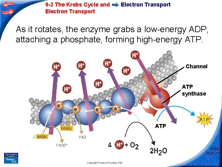 9 -2 The Krebs Cycle and Electron Transport As it rotates, the enzyme grabs