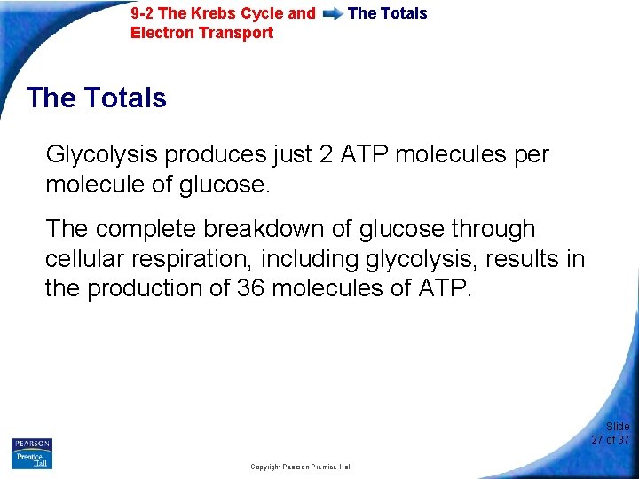 9 -2 The Krebs Cycle and Electron Transport The Totals Glycolysis produces just 2