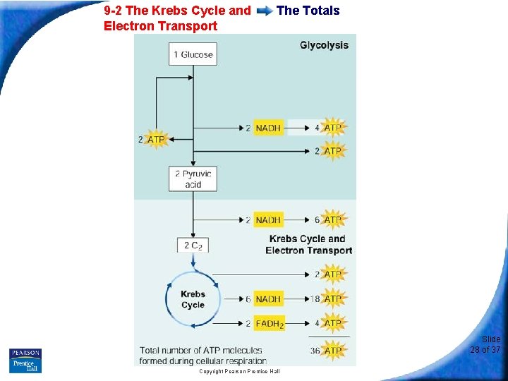 9 -2 The Krebs Cycle and Electron Transport The Totals Slide 28 of 37