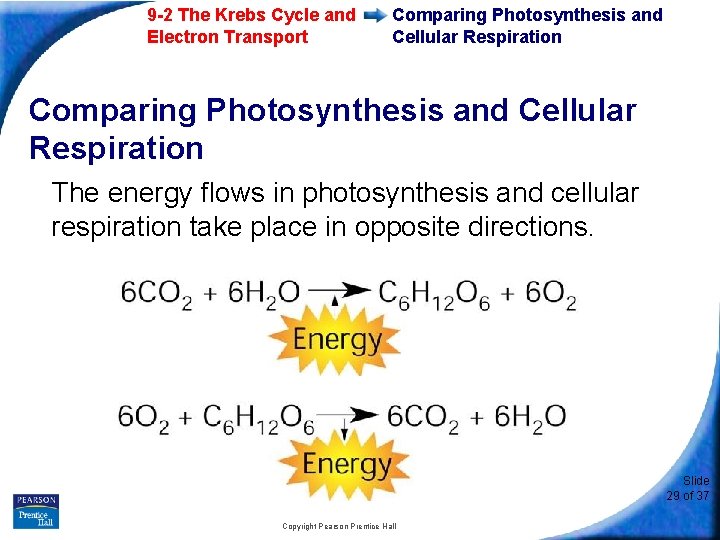 9 -2 The Krebs Cycle and Electron Transport Comparing Photosynthesis and Cellular Respiration The