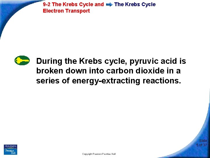 9 -2 The Krebs Cycle and Electron Transport The Krebs Cycle During the Krebs