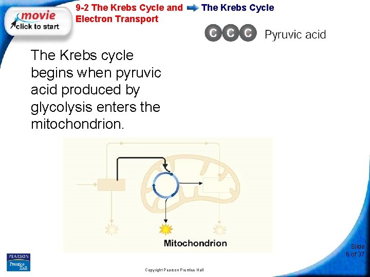 9 -2 The Krebs Cycle and Electron Transport The Krebs Cycle The Krebs cycle