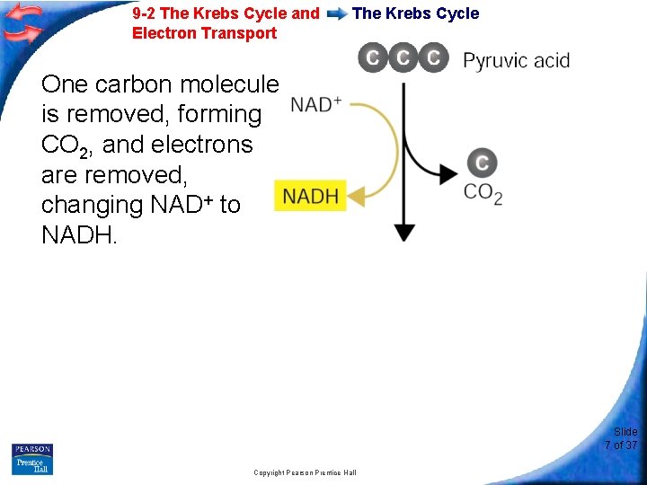 9 -2 The Krebs Cycle and Electron Transport The Krebs Cycle One carbon molecule