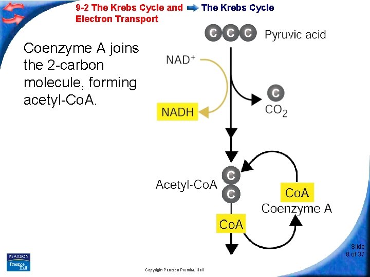 9 -2 The Krebs Cycle and Electron Transport The Krebs Cycle Coenzyme A joins