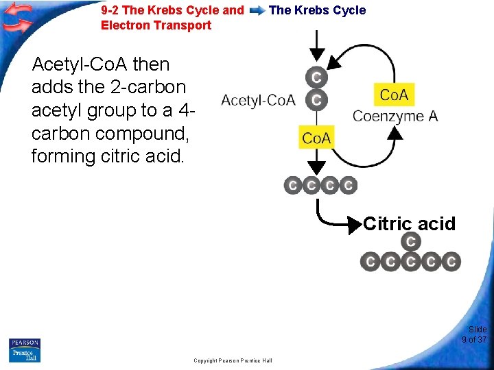 9 -2 The Krebs Cycle and Electron Transport The Krebs Cycle Acetyl-Co. A then
