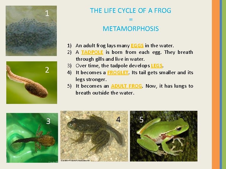 1 2 3 THE LIFE CYCLE OF A FROG = METAMORPHOSIS 1) An adult