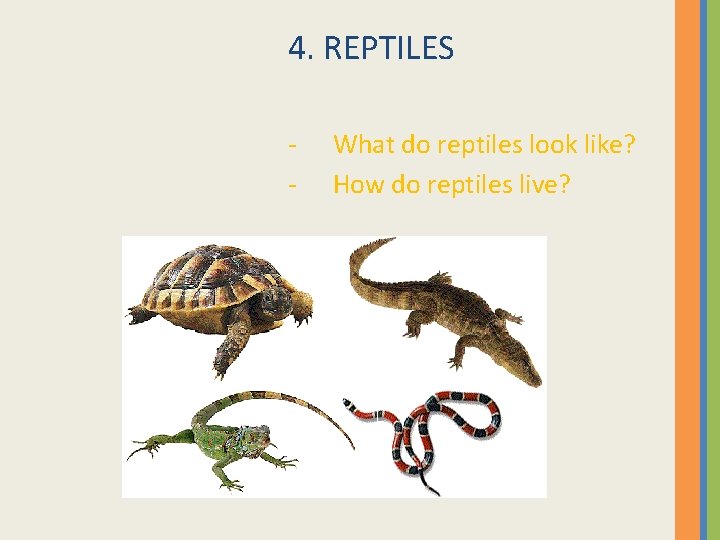 4. REPTILES - What do reptiles look like? How do reptiles live? 