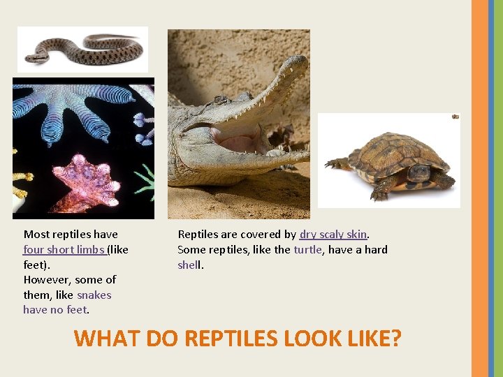 Most reptiles have four short limbs (like feet). However, some of them, like snakes