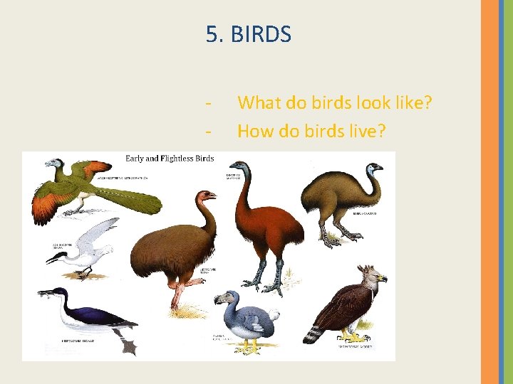 5. BIRDS - What do birds look like? How do birds live? 