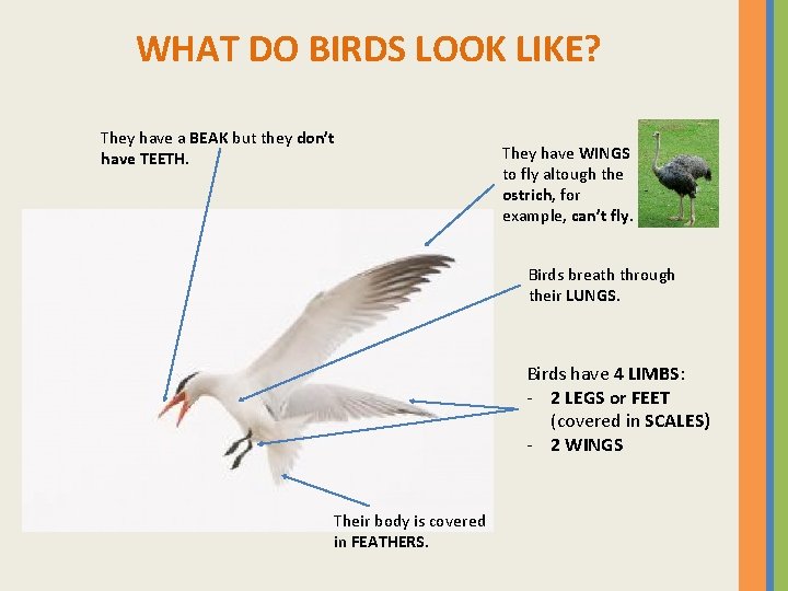 WHAT DO BIRDS LOOK LIKE? They have a BEAK but they don’t have TEETH.