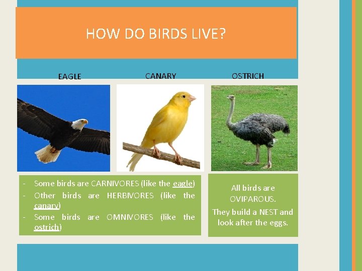 HOW DO BIRDS LIVE? EAGLE CANARY OSTRICH TOAD - Some birds are CARNIVORES (like