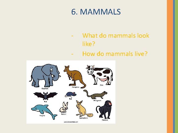 6. MAMMALS - What do mammals look like? How do mammals live? 