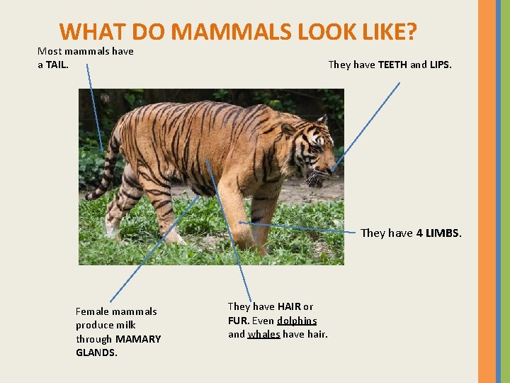 WHAT DO MAMMALS LOOK LIKE? Most mammals have a TAIL. They have TEETH and
