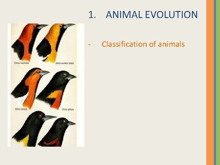 1. ANIMAL EVOLUTION - Classification of animals 