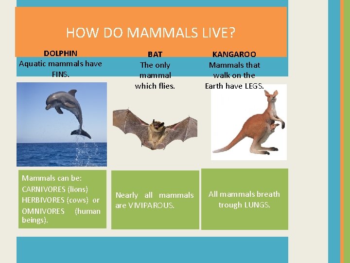 HOW DO MAMMALS LIVE? DOLPHIN Aquatic mammals have FINS. TOAD Mammals can be: CARNIVORES