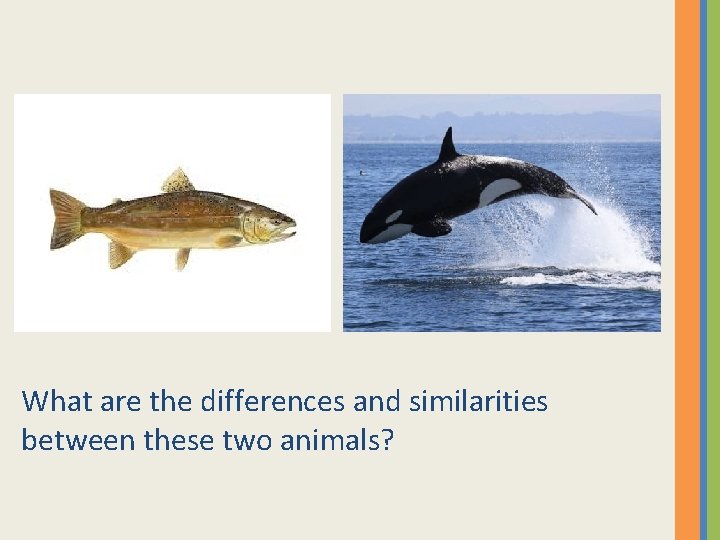What are the differences and similarities between these two animals? 
