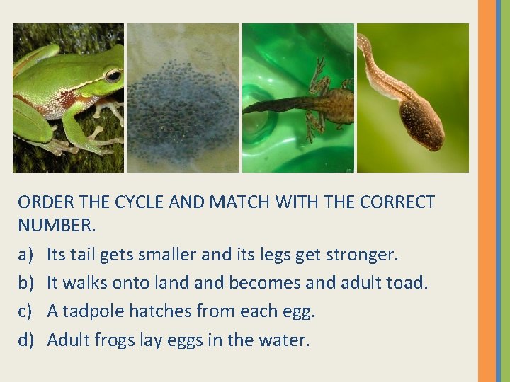 ORDER THE CYCLE AND MATCH WITH THE CORRECT NUMBER. a) Its tail gets smaller